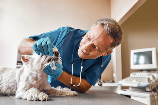Best Emergency Broken Tooth Repair in Forsyth, MT